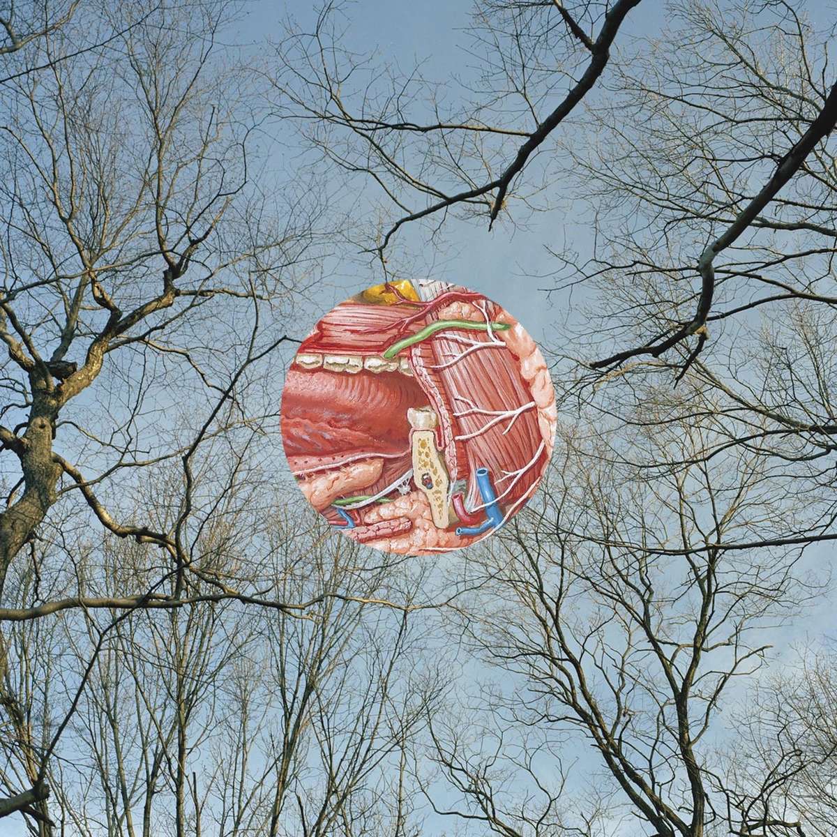 Glean by They Might Be Giants