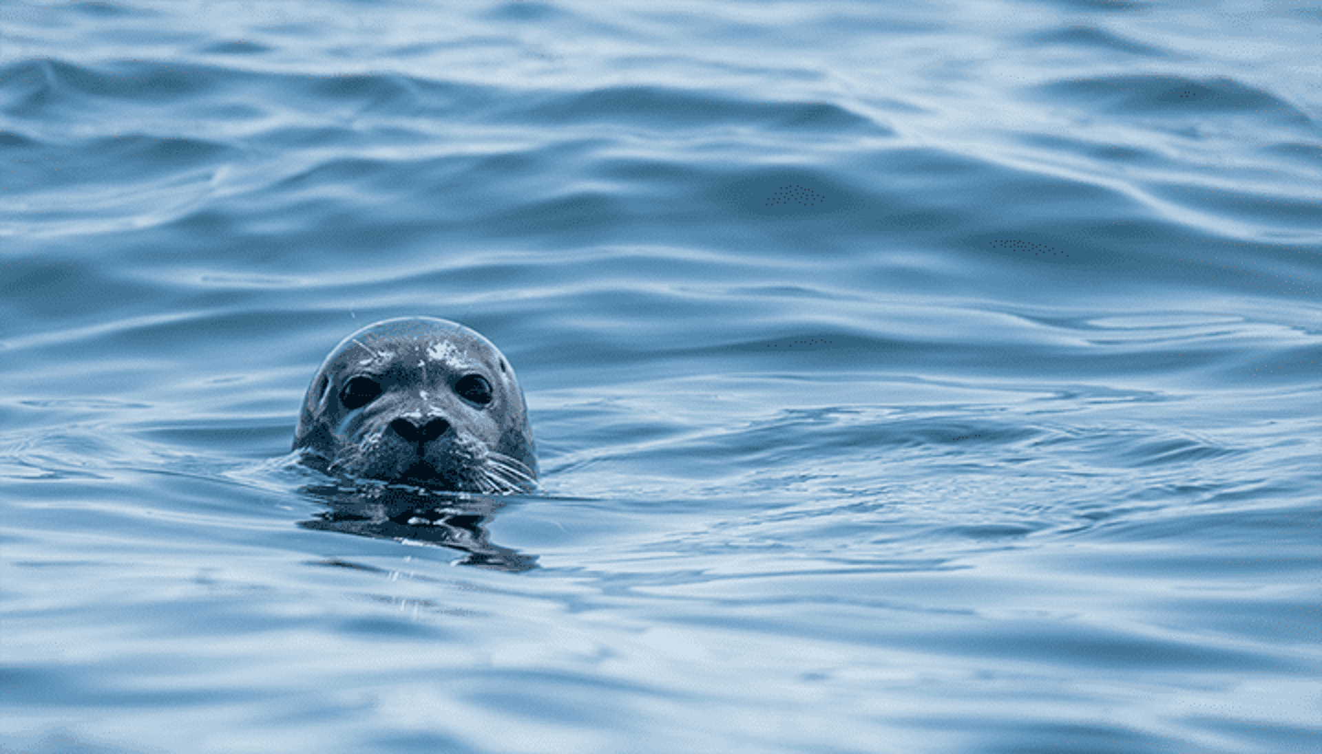 Running Podman on macOS