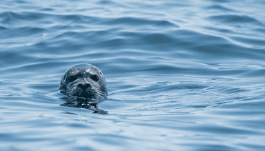 Running Podman on macOS