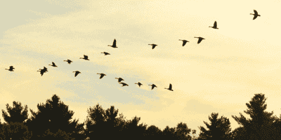 Migration of Server & Swap Space