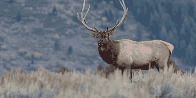 Installing an ELK Stack on CentOS 7