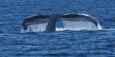 Monitoring Docker book