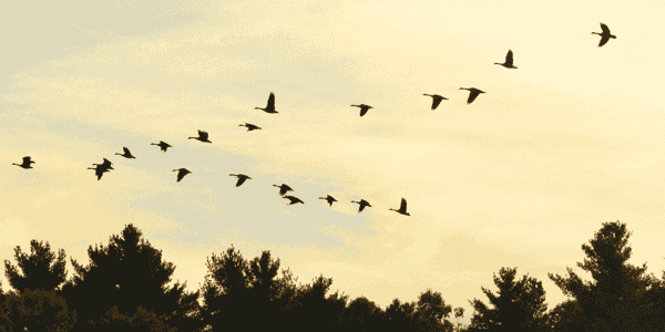 Migration of Server & Swap Space