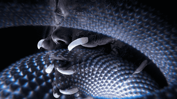 The Stranglers Rock My Week: Punk Legends Infuse Daily Life with Gritty Rhythms