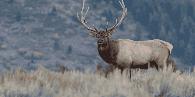 Installing an ELK Stack on CentOS 7