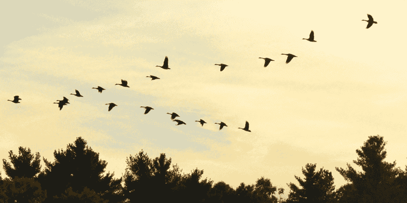 Migration of Server & Swap Space