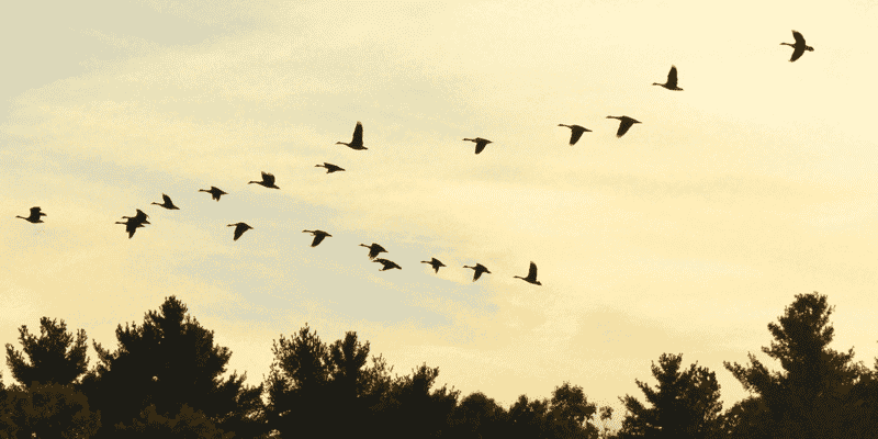 Migration of Server & Swap Space